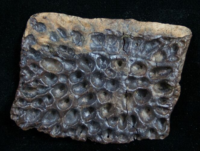 Leidyosuchus Dermal Scute - Cretaceous Crocodilian #9857